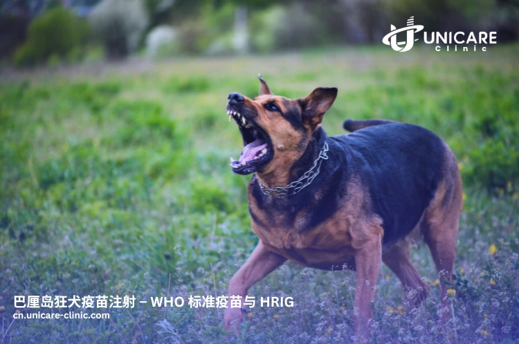 医生正在为游客注射狂犬疫苗，保障动物咬伤后的健康安全。